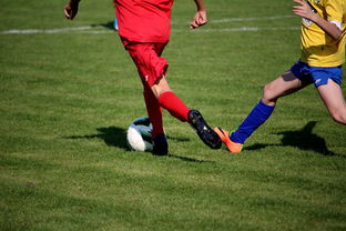 爱游戏多端接入-国家体育场馆运营管理论坛探讨智能化方向,国家体育总局体育场馆运营管理办法